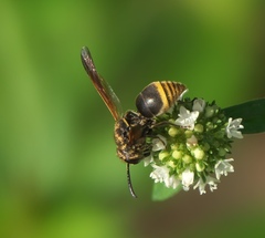 Pachodynerus nasidens