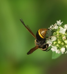 Pachodynerus nasidens