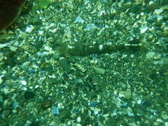 Crangon septemspinosa