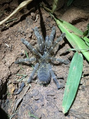 Pterinochilus murinus