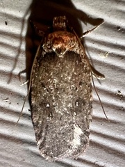 Agonopterix