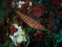 Oxycirrhites typus