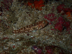Coryphopterus urospilus