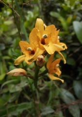 Chloraea gavilu
