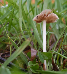 Bolbitius aleuriatus