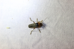 Cantharis