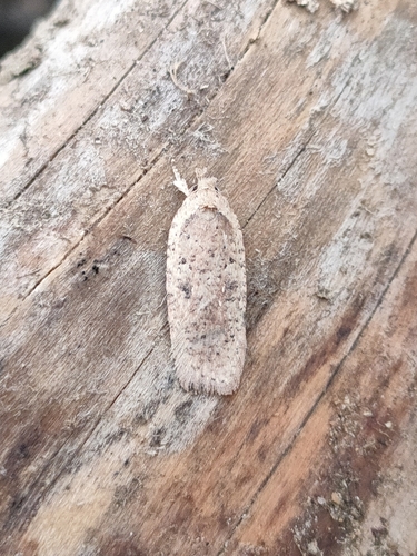 Broom Flat-body