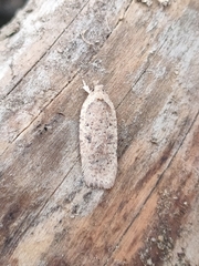 Agonopterix scopariella