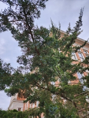 Juniperus virginiana virginiana