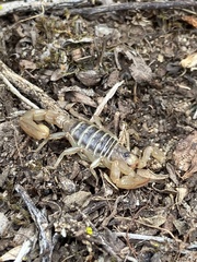 Paruroctonus maritimus