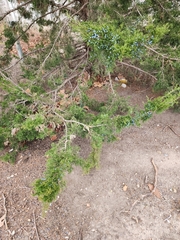 Juniperus virginiana virginiana