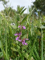 Teucrium scordium