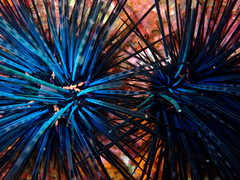 Centrostephanus coronatus