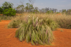 Aristida jubata