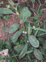Hygrophila ringens