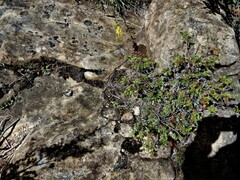 Juniperus communis depressa