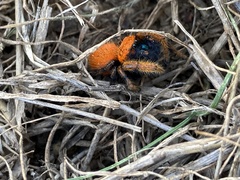 Phidippus nikites