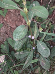Hygrophila ringens