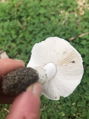 Amidella