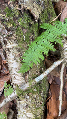 Dryopteris intermedia