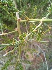Asparagus microraphis