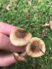 Marasmius oreades