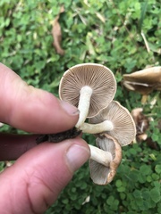 Marasmius oreades