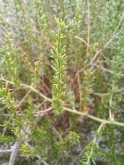 Asparagus microraphis