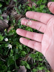 Nothoscordum bivalve