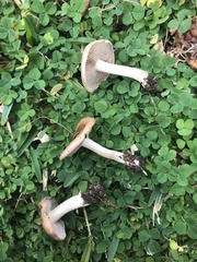 Marasmius oreades