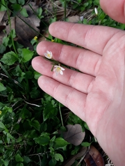 Nothoscordum bivalve