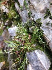 Asplenium septentrionale