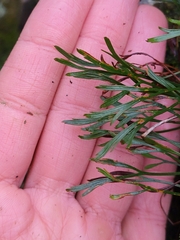 Asplenium septentrionale