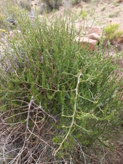 Asparagus microraphis