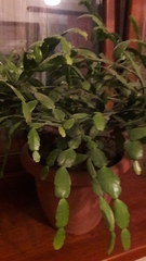 Schlumbergera