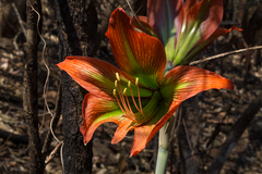 Hippeastrum
