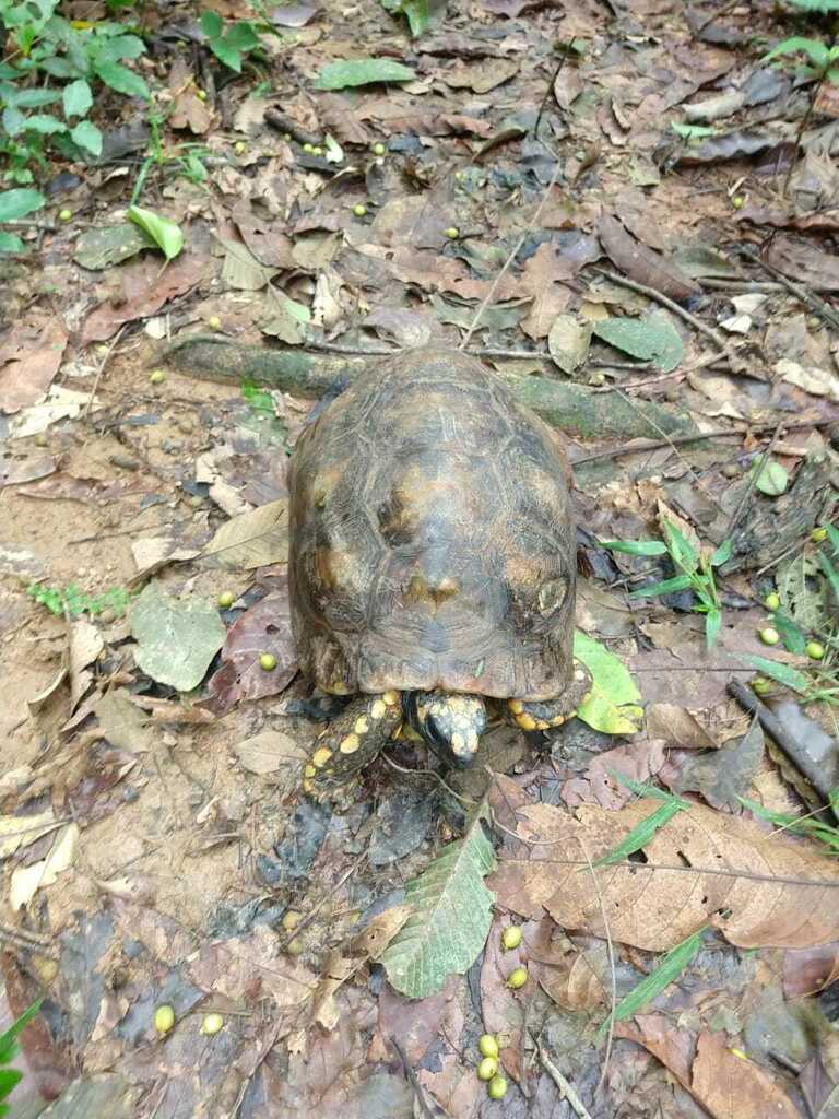 Brazilian Giant Tortoise in December 2022 by Laisa Liphaus · iNaturalist