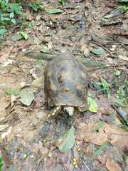 Chelonoidis denticulatus