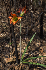 Hippeastrum