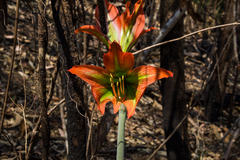 Hippeastrum
