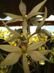 Prosthechea sima