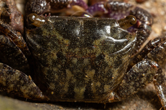 Metopograpsus