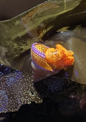 Calliostoma annulatum