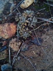 Anacampseros subnuda