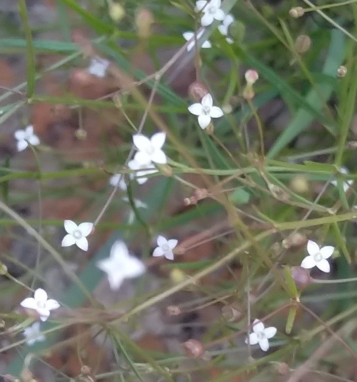 Old World Diamond Flower from Carletonville, 2499, South Africa on