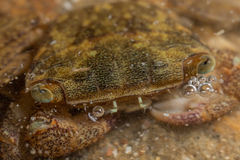 Metopograpsus