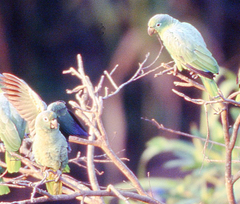 Amazona ochrocephala