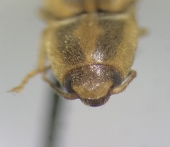 Conoderus vespertinus