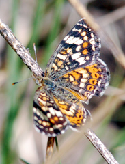 Phyciodes picta