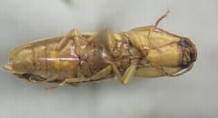 Conoderus vespertinus